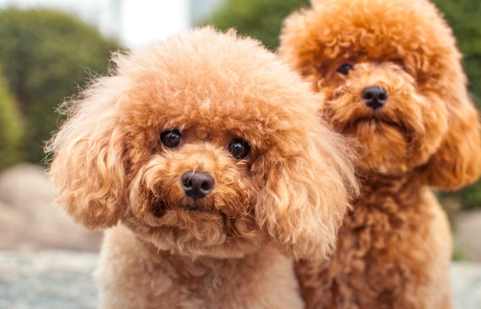 allergies in dogs treatment