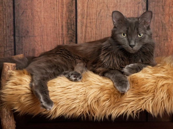 Nebelung cat