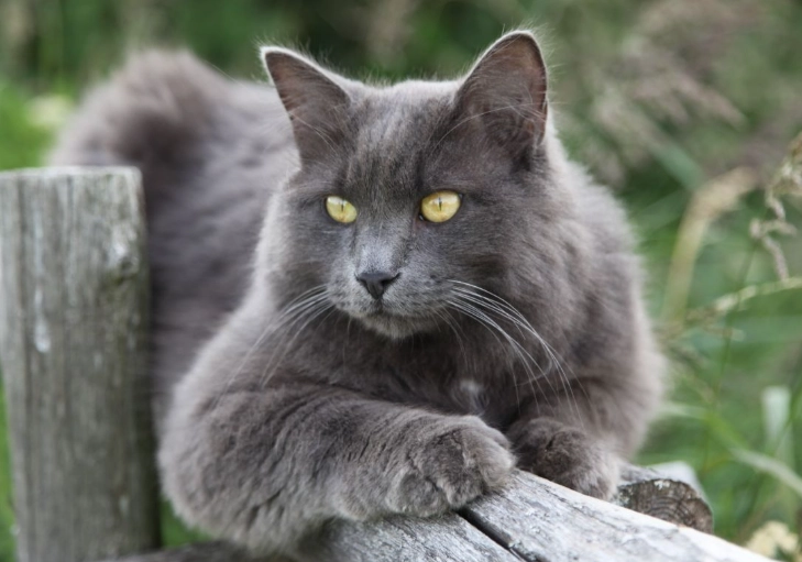 Nebelung cat personality