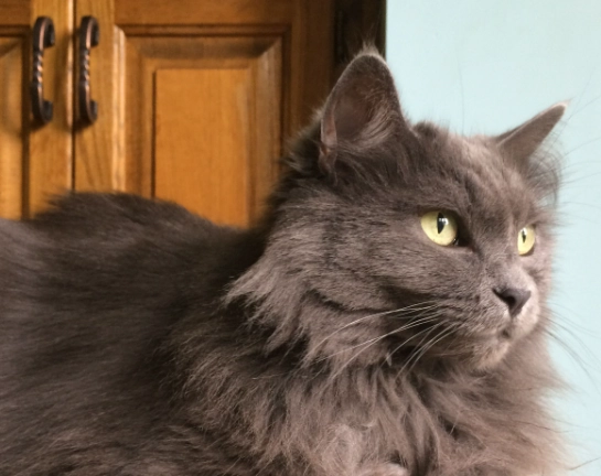 long haired Russian Blue