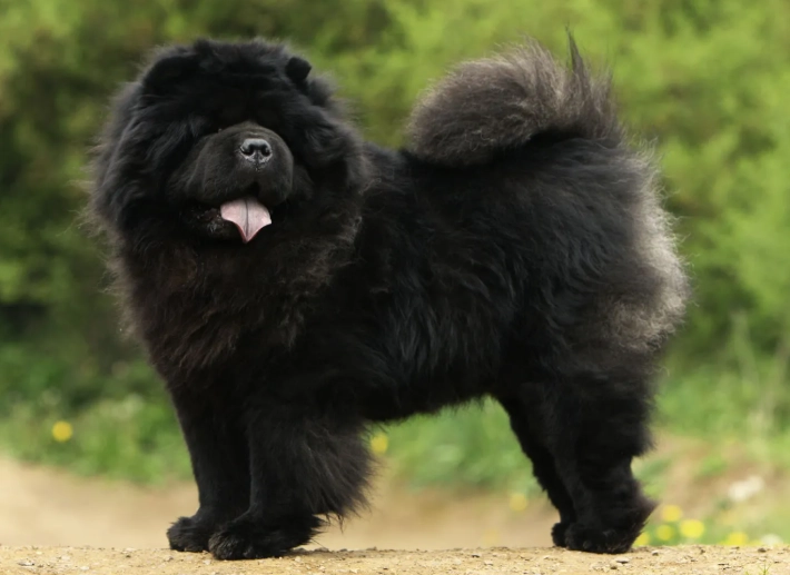 chow chow temperament