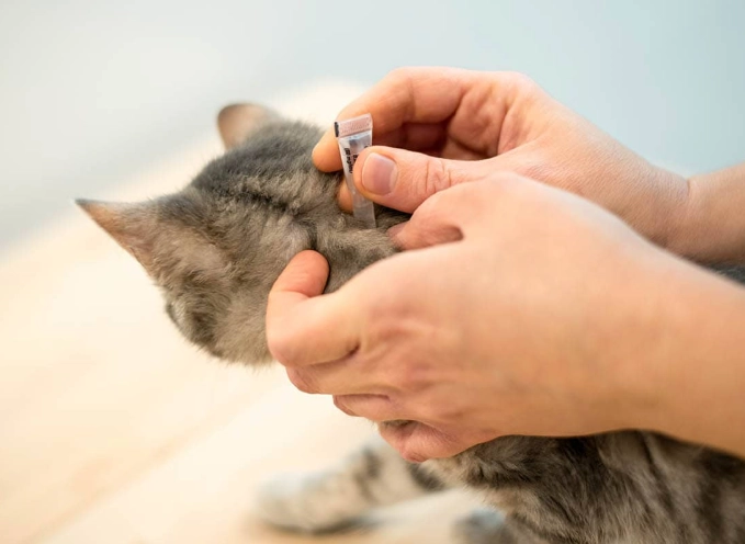 flea treatment for kittens