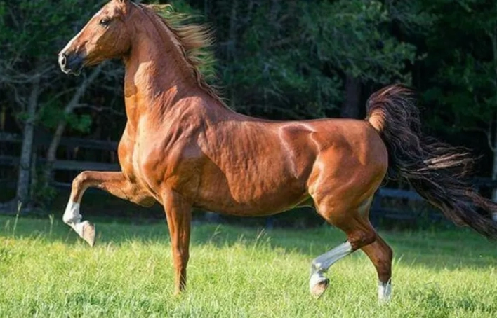 American Saddlebred horses