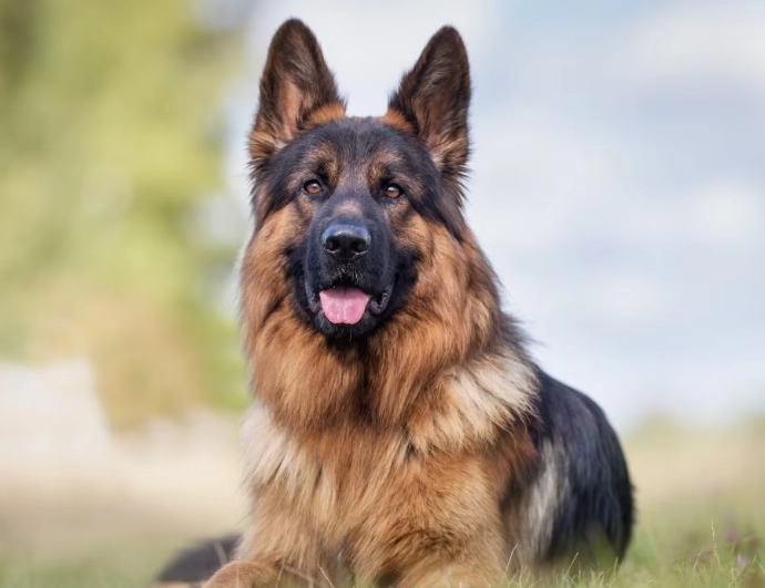 German Shepherd dogs