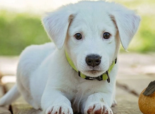 pears for dogs pears for dogs