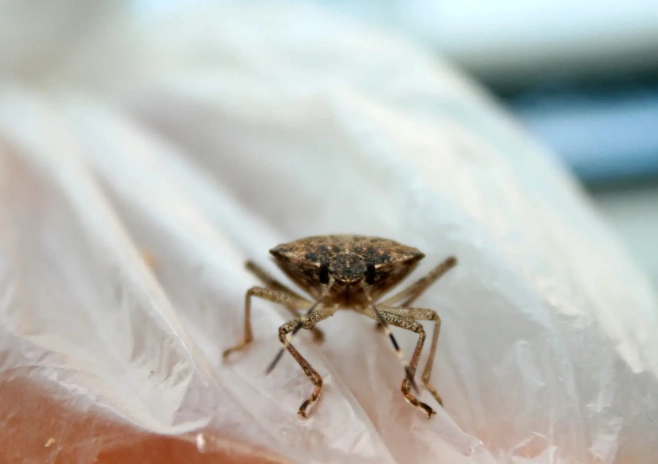 flea infestation treatment