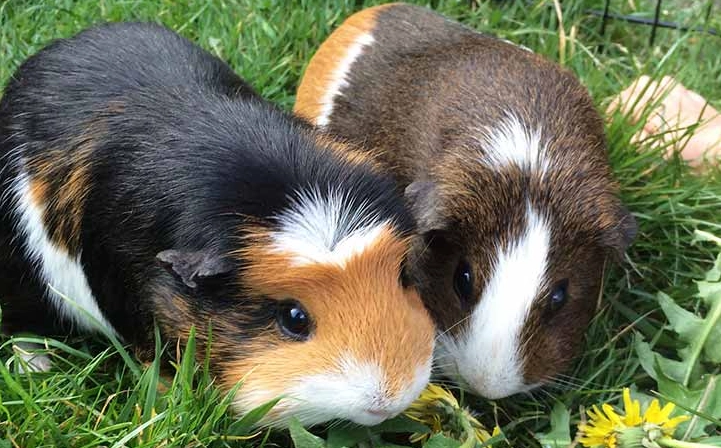 guinea pig life expectancy
