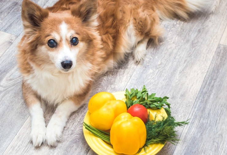 are bell peppers safe for dogs