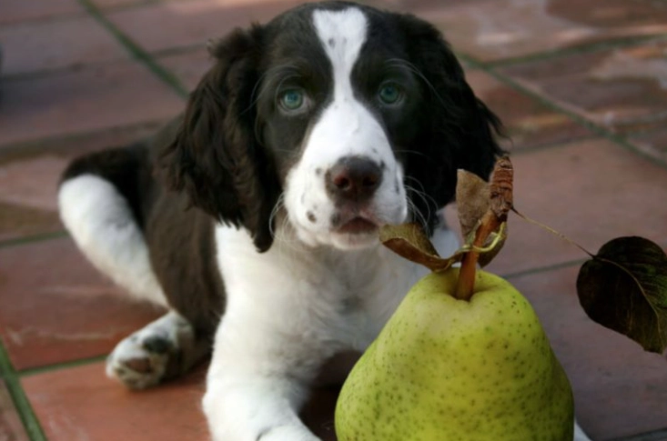 are pears good for dogs are pears good for dogs
