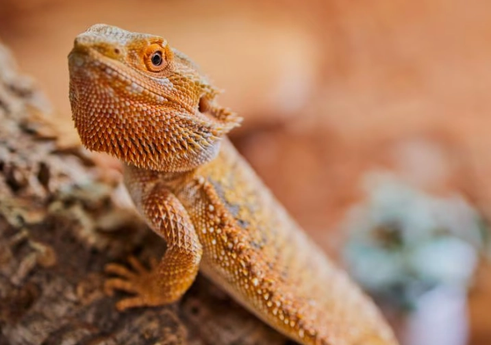bearded dragon care