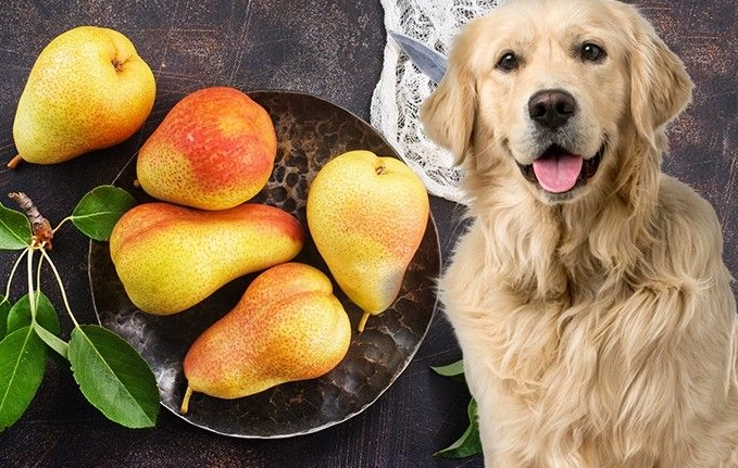 can dogs eat pears can dogs eat pears