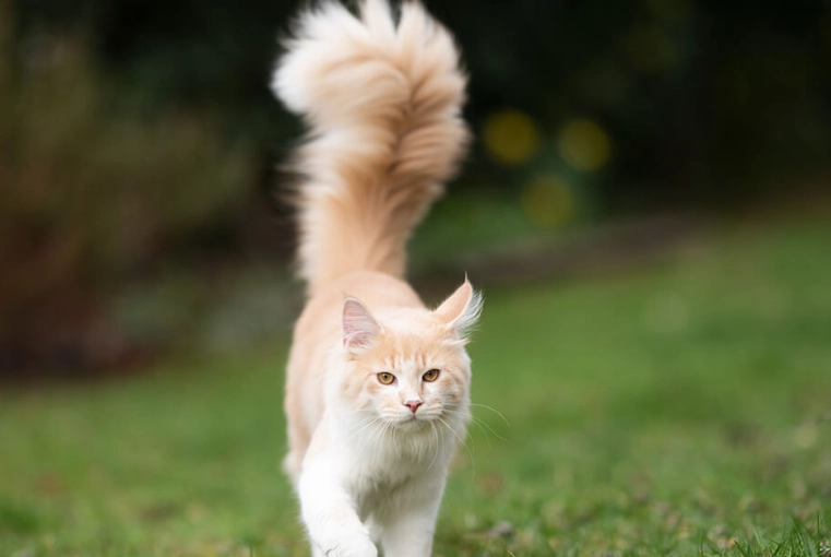 feline body language