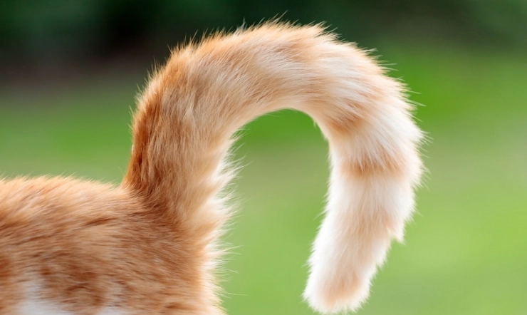 feline body language