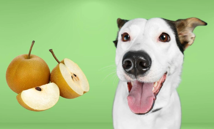 can dogs eat pears can dogs eat pears