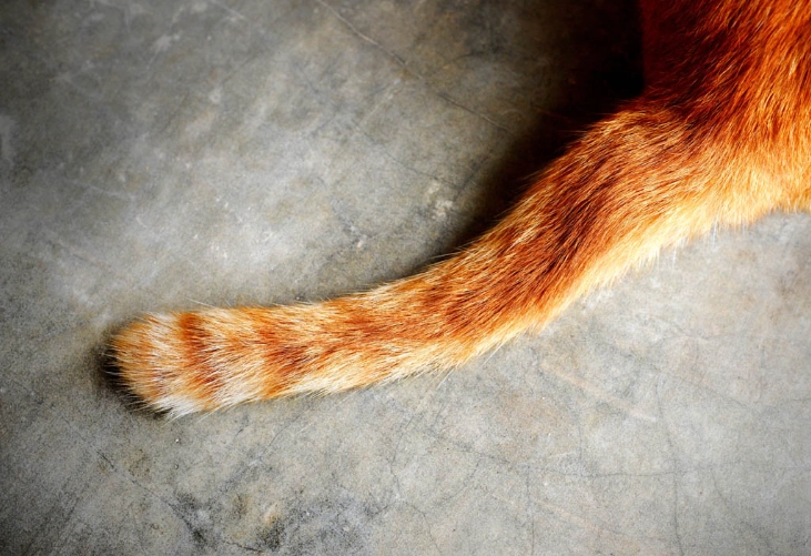 cat tail language