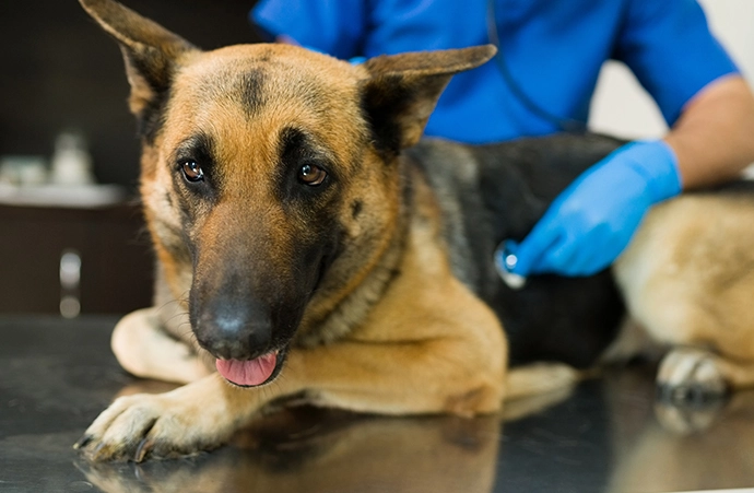 hemangiosarcoma in dogs hemangiosarcoma in dogs