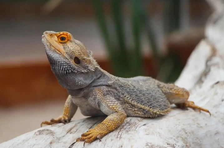 bearded dragon lifespan