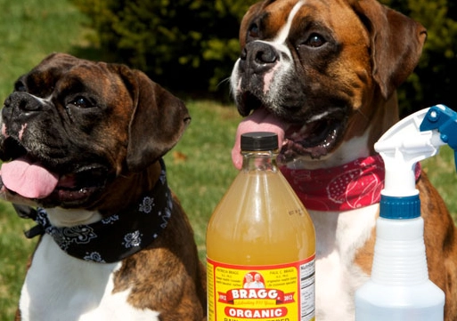 flea infestation treatment