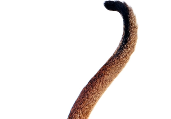 cat tail language