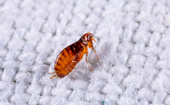 how to get rid of fleas in house
