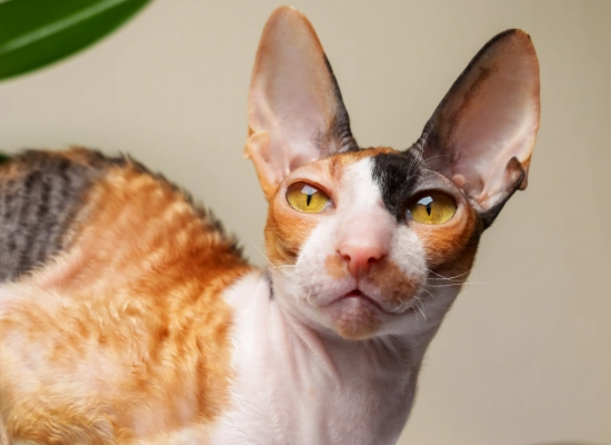Cornish Rex care