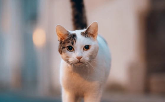 fip treatment fip treatment