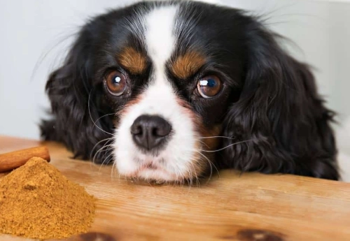 is cinnamon safe for dogs