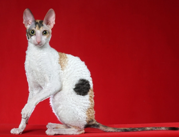 Cornish Rex temperament