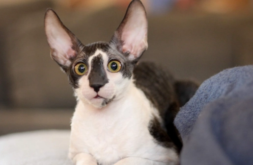 Cornish Rex temperament