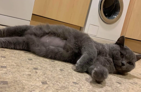 fip in cats fip in cats