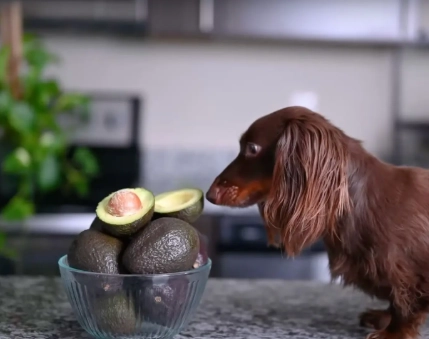 avocado toxic to dogs