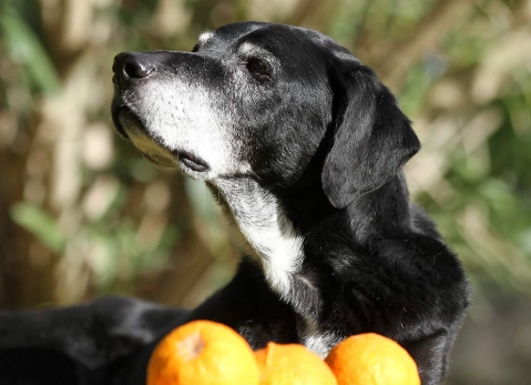 how to feed oranges to dogs how to feed oranges to dogs