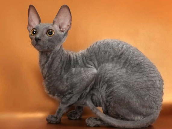 Cornish Rex cat