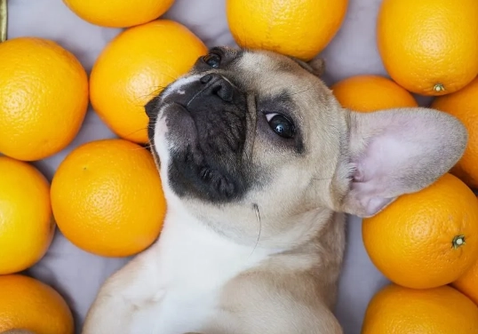 how to feed oranges to dogs how to feed oranges to dogs