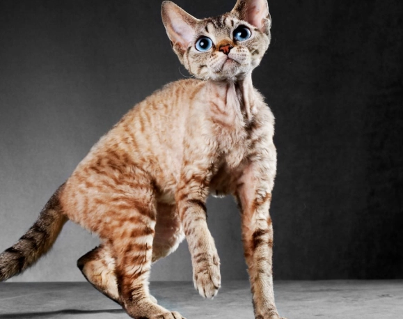 Cornish Rex temperament