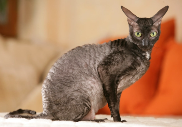 Cornish Rex cat