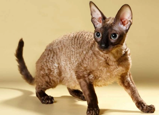 Cornish Rex care
