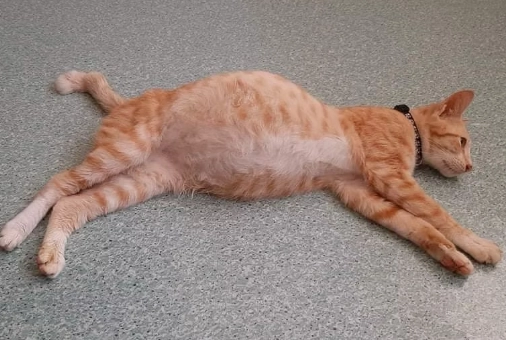 feline infectious peritonitis feline infectious peritonitis