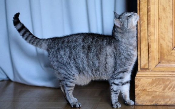 cat in heat symptoms