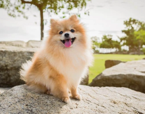 how much benadryl for dogs