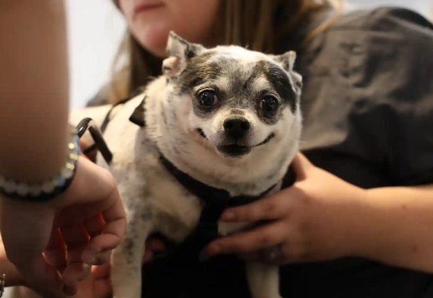 canine cognitive dysfunction