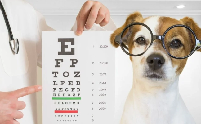 can dogs see in the dark