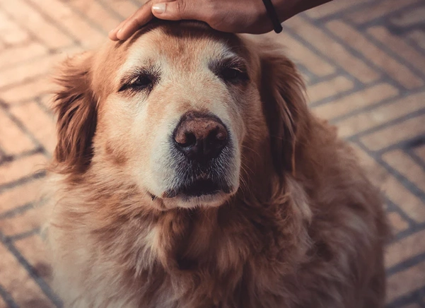 dog dementia treatment