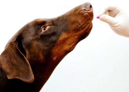 how much benadryl for dogs