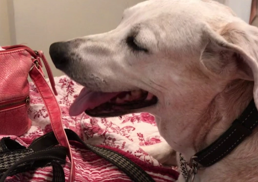 canine cognitive dysfunction