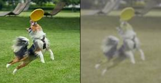 what colors can dogs see