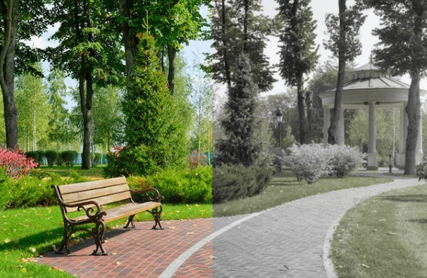 can dogs see in the dark