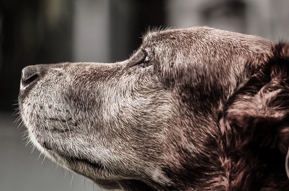 dog dementia treatment