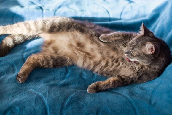 how to calm a cat in heat