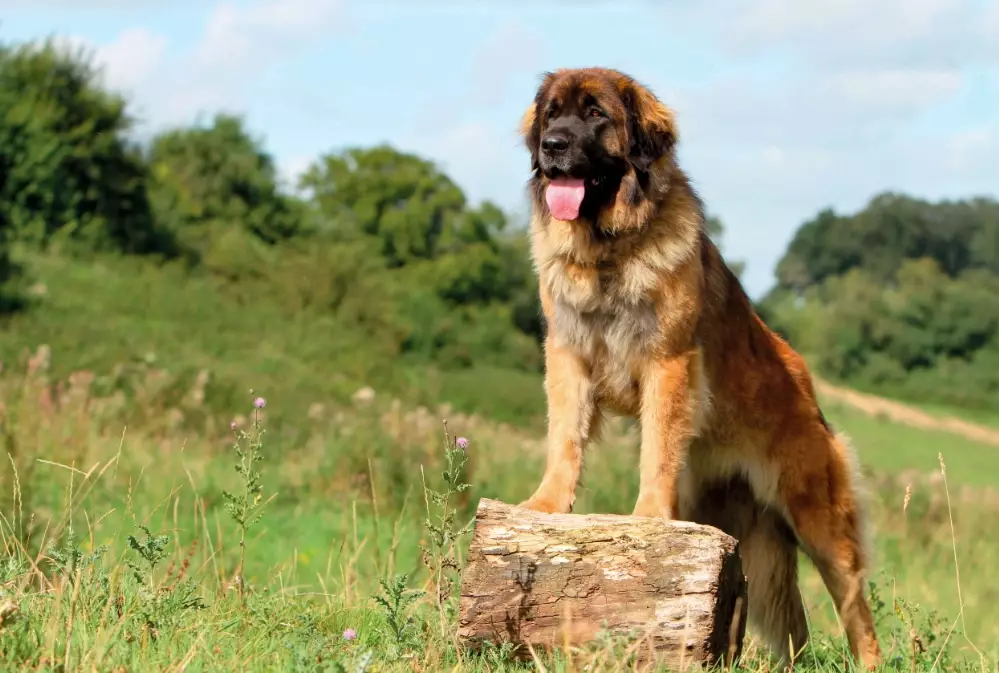 leonberger care guide leonberger care guide